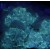 Calcite on Fluorite (fluorescent) Moscona Mine M04485